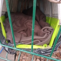 photo de livraison pour Les Chats-Pitresdelavi-Ste