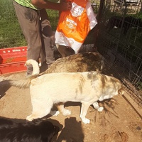 photo de livraison pour Animal Shields Oradea