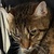 photo animal