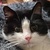 photo animal