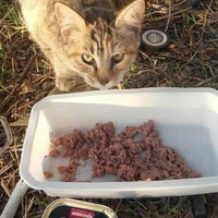 photo de livraison pour Les Chats-Pitresdelavi-Ste