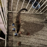 photo de livraison pour Chat Gratouille