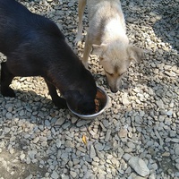 photo de livraison pour Saving Orphaned Souls Sheila's Animal Rescue Mission