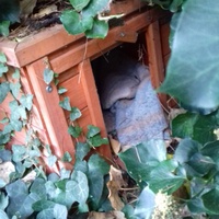 photo de livraison pour Les Chats Libres de la Canterrane