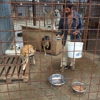 photo de livraison pour Save & Hope for Dogs