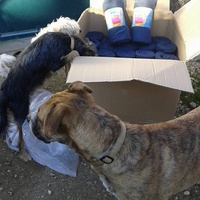 photo de livraison pour SOS Animal Tendresse