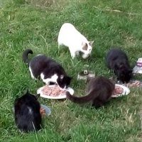 photo de livraison pour Les chats Port-Saint-Louisiens