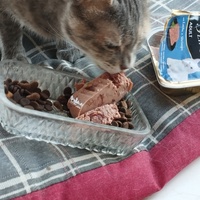 photo de livraison pour Cat Miaou