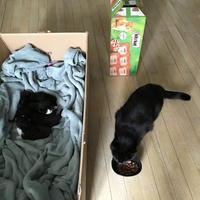 photo de livraison pour Adopte 1 Chat | L211-27