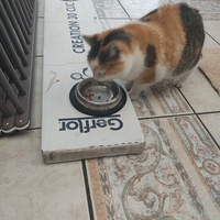 photo de livraison pour Les chats de l'Indifférence