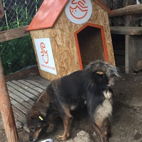 photo de livraison pour Save & Hope for Dogs