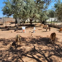 photo de livraison pour Help Adopt Moroccan Animals