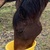 photo animal