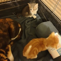 photo de livraison pour Association des Chats Camarguais