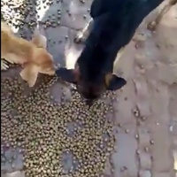 photo de livraison pour Comme Chiens et Chats Maroc