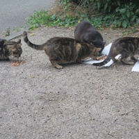 photo de livraison pour Chat Libre de l'Ile du Ramier