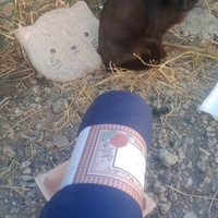 photo de livraison pour Les Chats-Pitresdelavi-Ste