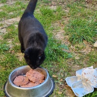 photo de livraison pour Les Chats Libres de Montfrin