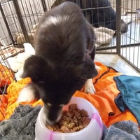 photo de livraison pour Raggie Dog Retreat
