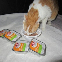 photo de livraison pour Jardin des Chats