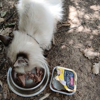 photo de livraison pour Cat Miaou