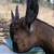 photo animal