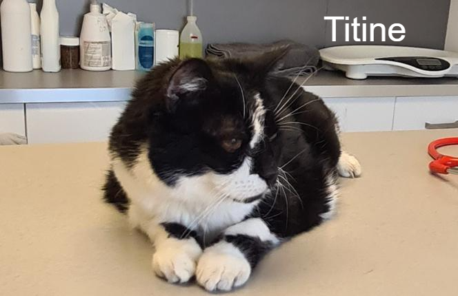 Titine Arche De V ra Animal Webaction titine-arche-de-v-ra-animal-webaction
