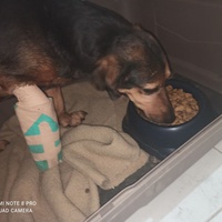 photo de livraison pour Lina's animal rescue