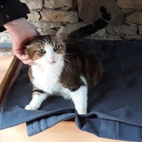 photo de livraison pour Ecole du Chat Libre de Caillerot