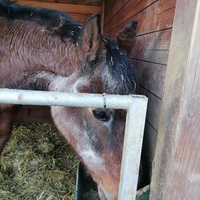 photo de livraison pour Au Bonheur Animal