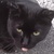 photo animal