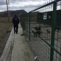photo de livraison pour Save & Hope for Dogs