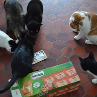 photo de livraison pour Chat Va Bien