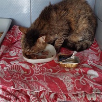 photo de livraison pour L'école du Chat d'Ollioules