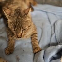 photo de livraison pour L'Arche de la Gazelle