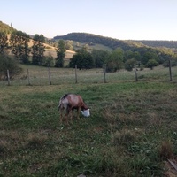 photo de livraison pour Chats errants du val du crenu