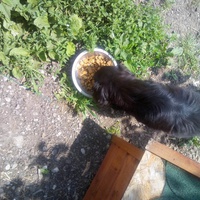 photo de livraison pour Serbian Society for the Protection of Animals - SSPA