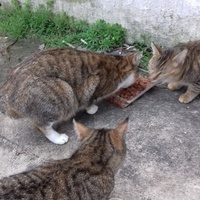 photo de livraison pour Les Psychadelics 