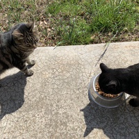 photo de livraison pour Le Chat Salonais