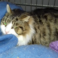 photo de livraison pour Les chats Port-Saint-Louisiens