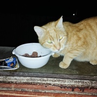 photo de livraison pour Cat Miaou