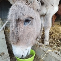 photo de livraison pour Sanctuaire Paradis d'Animaux
