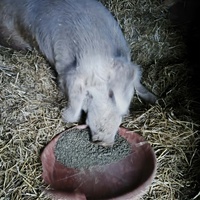 photo de livraison pour Chats Libres de Béziers