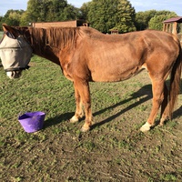 photo de livraison pour Les Chevaux d'Elo