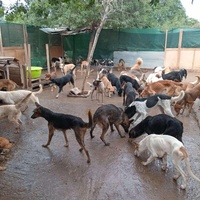 photo de livraison pour Comme Chiens et Chats Maroc