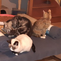 photo de livraison pour Pour l'Amour des Chats