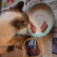 photo de livraison pour Chats-sos