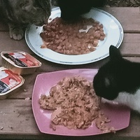 photo de livraison pour Les chats libres de Caro
