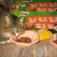 photo de livraison pour Jardin des Chats