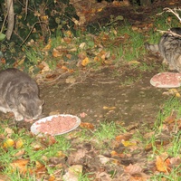 photo de livraison pour Chat Libre de l'Ile du Ramier